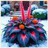 UYKOJMDR Midnight Blue Hosta Rizomi,Resistenti al Freddo,Crescita Vigorosa,er Ombreggiature,Compatti,Naturali,Freschi.-4Wurzel-N