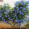 Generic Plumbago auriculata rampicante giardino ufficio di balcone di appartamento balcone giardino 1piante