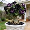 OJMUJDJ Rosa del deserto, resistente, perenne - Giardini e balconi, decorazione, giardini-3bulbi-D