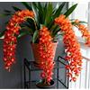 Vnuhgzs Orchidee Cymbidium per Soggiorni - Eleganti e Sontuose - Esaltano lo Stile della Casa - Resistenti Perenni-3 PCS-A