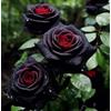 CUIKWA Rosa rara - Arbusto di rosa perenne resistente - Molto profumato - Adatto per la coltivazione in vaso e nel terreno-1 root-B