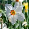 Plant in a Box - Narcissus Recurvus x30 - Bulbi di narciso - Bulbi di fiori perenni resistenti al freddo per il giardino, la terrazza o il balcone