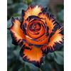 CUIKWA Rosa rara - Arbusto di rosa perenne resistente - Riccamente profumata - Adatta per la coltivazione in vaso e in piena terra - Splendida decorazione per giardini-1 root-E