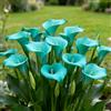 Nyugs Calla Lily, rizomi di calla resistenti, rizomi perenni da giardino, piantagioni di calla lily rari da giardino-d-10 rizomi