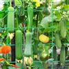 Generic Rete di supporto per piante da giardino, resistente, reticolo rampicante, griglia quadrata per vite, verdure, cetrioli (verde)