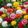 FLORIUM - Ranuncoli perenni rustici (50 bulbi multicolore). Ranuncoli asiatici. Miscela in 5 colori. Qualità olandese. Per giardino, vasi e balcone