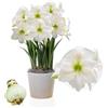 DUTCH BULBS EXCLUSIVE PLANTS FROM HOLLAN Bulbi di Amaryllis Mont Blanc - 1 bulbi fiori in grande formato 26/30 | Piante e fiori esclusivi dall'Olanda, Autentici Hippeastrum (senza semi, senza cera e non artificiali)
