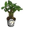 exotenherz Miniature Kudu, Adenium Obesum, Surprise Color