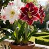 BJYaWFR Amaryllis rara/Resistente al freddo/Amaryllis per uso interno ed esterno-1 PCS-C