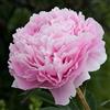 Flora Import Peonia Sarah Bernhardt - Paeonia Sarah Bernhardt - Classica Peonia Rosa - Radici Nude (1)