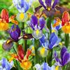 DUTCH BULBS EXCLUSIVE PLANTS FROM HOLLAN Bulbi Fiori Perenni da Esterno - 50 Bulbi Iris Olandesi Tiger Mix | Mix di 5 varietà e colori, Piante esclusive dall'Olanda, per giardino e vaso (non semi, non artificiali)
