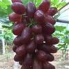 VJIDOSO Rizomi d'uva,resistenti,uva a tavoletta,acquista viti,Gratis e fragrante,rare,Rizomi d'uva coltivazione,Decorazioni da giardino,piantare la vite.-1knolle-E