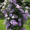 ClematisOnline New Dawn (Rosa rampicanti/Rambler) + Clematide Nelly Moser - Vaso 1,5 litro (Pianta rampicante - Clematis + Rosa - Pianta adulta) - Pergola, Balconi e terrazze | ClematisOnline