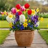DUTCH BULBS EXCLUSIVE PLANTS FROM HOLLAN Bulbi Fiori Perenni da Esterno - Collezione per Bordure Primaverili | 50 bulbi, Tulipano, Narciso, Giacinto, Muscari, Piante dall'Olanda (non semi, non artificiali)