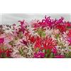 Flora Import 20 X Nerine Mix - Nerine miste - Bulbi Di Alta Qualita (20)