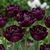 DUTCH BULBS EXCLUSIVE PLANTS FROM HOLLAN Bulbi Fiori Perenni da Esterno - 20 Bulbi Tulipani Double Black Passion | Piante e fiori esclusivi dall'Olanda, per giardino, vasi e balcone (senza semi, non artificiali)