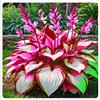WEFHGFG Facile Da Mantenere Rari Hosta/Perfetto per chi è sempre indaffarato/Resistente.edizione limitata.-10Hosta pezzo-O