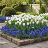 DUTCH BULBS EXCLUSIVE PLANTS FROM HOLLAN Tulipani & Muscari Bulbi Mix - 3 Tulipani + 3 Muscari | Perenni & Resistenti, Piante dall'Olanda, Fioritura Primaverile Colorata, Mix Primaverile Colorato (no semi, non artificiale)