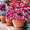 OPVDJD Hosta-Rinverdimento/Abbellisci l'ambiente/Adatto per decorare il tuo giardino-B-4 Radice