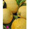 Generico Pianta di LIPO o Limone Gigante Citrus Limon x Paradisi - in vaso: Ø 22 cm - H. 60/70 cm