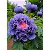 VJIDOSO Peonia,Garden,molto grande,resistente all'inverno,decorazione eccellente,facile da curare,bellissima.-2cipolle-H