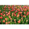 Flora Import 100 X Tulipani misti - Tulipa mix - Tulipani Rosso, Rosa e Arancio - Ø 12/+ (100)