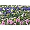 Flora Import 50 X Narcisi e Giacinti Misti - Daffodils & Hyacinthus Mix - Bulbi Alta Qualità (50)