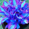 WEFHGFG Facile Da Mantenere Rari Hosta/Perfetto per chi è sempre indaffarato/Resistente.edizione limitata.-10Hosta pezzo-I