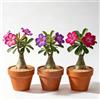 Generic Rosa del deserto ufficio balcone rampicante 1Bulbi