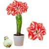 DUTCH BULBS EXCLUSIVE PLANTS FROM HOLLAN Bulbi di Amaryllis Double Red-White - 1 bulbi fiori in grande formato 26/30 | Piante e fiori esclusivi dall'Olanda, Autentici Hippeastrum (senza semi, senza cera e non artificiali)