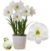 DUTCH BULBS EXCLUSIVE PLANTS FROM HOLLAN Bulbi di Amaryllis Christmas - Bulbi Fiori in grande formato 26/30 | 1 Pezzo, Piante e Fiori Esclusivi dall'Olanda, Autentici Hippeastrum (non semi, senza cera e non artificiali)