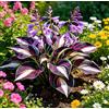 Vnuhgzs Hosta Alta a Foglia Larga - Resistente al freddo e tollerante al caldo - Eccellente per la progettazione paesaggistica in complessi residenziali e giardini-4 root-E