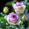 KMIODS Bellissimo Rizoma Di Rosa, Perenne, Adatto A Primavera E Autunno, Ideale Per La Vista In Giardino, Non Necessita Di Irrigazione-1 Rizoma-J