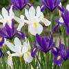 DUTCH BULBS EXCLUSIVE PLANTS FROM HOLLAN Bulbi Fiori Perenni da Esterno - 50 Bulbi Iris Olandesi Purple e White | Mix di 5 varietà e colori, Piante esclusive dall'Olanda, per giardino e vaso (non semi, non artificiali)