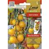 Lucia Elite | Pomodoro selvatico - GALAPAGOS Sementi per orto | Mini-pomodori arancioni aromatici produttivi | Per balcone e giardino | Semi di pomodoro | 1 bustina