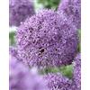 Flora Import 5 X Allium Gladiator - Aglio Ornamentale Gladiator - Bulbi Di Alta Qualità