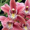 UYKOJMDR Cymbidium,Vari Colori,perenni,splendente e vivace,Ambiente Paesaggistico,Decorazione del giardino.-3Cymbidium pezzo-F