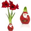 DUTCH BULBS EXCLUSIVE PLANTS FROM HOLLAN Bulbi di Amaryllis Cera Santa Claus - 1 Bulbo da Fiore | Grande Formato 26/30, Piante e Fiori Esclusivi dall'Olanda, Hippeastrum Autentico (non semi, non artificiale)