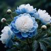Nyugs Peonia, rizomi di Peonia resistenti, rizomi perenni da giardino, piantagioni di peonia rari da giardino-a-1 rizoma