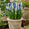DUTCH BULBS EXCLUSIVE PLANTS FROM HOLLAN Bulbi Fiori Perenni da Esterno - 100 Bulbi Muscari Budget | Mix di 5 varietà e colori, Piante esclusive dall'Olanda, per giardino e vaso (non semi, non artificiali)