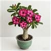 OPVDJD Rosa del deserto bonsai/adenium obesum-Decorazione per Casa e Giardino/per Ogni Spazio/Resistente e Facile da Curare/Colore Vivido-H-1 Rhizome