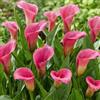 DUTCH BULBS EXCLUSIVE PLANTS FROM HOLLAN Bulbi di Calla Pink Passion (Rosa) Zantedeschia, 5 bulbi veri e grandi che portano più di 5 fiori, pianta ideale per il giardino, dall'Olanda (senza semi e non artificiali)