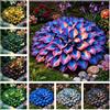 DXDFJGT Hosta Premium con Foglie Decorative, Ideali per Aree Ombreggiate-6bulbi-B