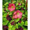 Flora Import 50 X Oxalis Deppei Iron Cross - Oxalis Quadrifoglio - Bulbi Di Alta Qualità (50)