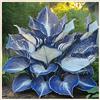 UYKOJMDR Vitali,Naturali,Freschi,decorazione,Midnight Blue,Compatti,Robusti Hosta.-4cipolle-I