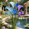 BJYaWFR Calla rara/Calla a tubero/Perenne ornamentale per temperature fredde/Matrimonio/Interno/Giardino/Decorazione/Temperature fredde-2 PCS-C