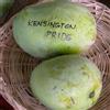 le Georgiche Vivai le Georgiche - Pianta vera di Mangifera indica Kensington Pride Mango 'Kensington Pride' - altezza alla vendita 40-60 cm