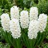 DUTCH BULBS EXCLUSIVE PLANTS FROM HOLLAN Bulbi Fiori Perenni da Esterno - 15 Bulbi Giacinto White Pearl | Piante e fiori esclusivi dall'Olanda, 3 varietà profumate, per giardino, vasi e balcone (non semi, non artificiali)