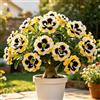 TUYIKJHS Rosa del Deserto/Perenne Resistenti/Esotica tropicale/Exklusiver Gartenakzent/Adatta ai principianti/Adatto per uso interno ed esterno-1Rizomi-E