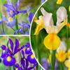 FLORIUM Giglio spada Iris cipolle giardino eleganza - 50 bulbi | 50 bulbi di iris (bulbi giardino eleganza), resistenti all'inverno e perenni, provenienti dall'Olanda, per giardino e aiuola